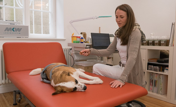 Bioresonanz Testung Hund